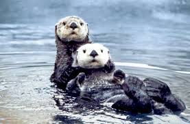 Prosh Sea-otters